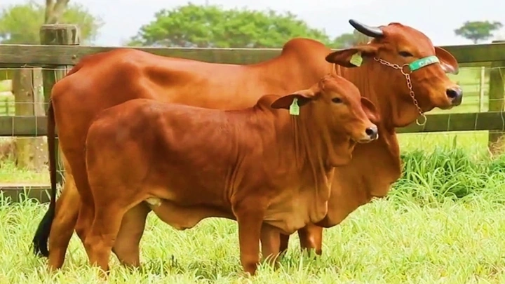 100+ Hình Ảnh Vẽ Con Bò Đầy Màu Mới Nhất – Bộ Sưu Tập Độc Đáo Cho Mọi Nhu Cầu 100+ Hình Ảnh Vẽ Con Bò Đầy Màu Mới Nhất – Bộ Sưu Tập Độc Đáo Cho Mọi Nhu Cầu