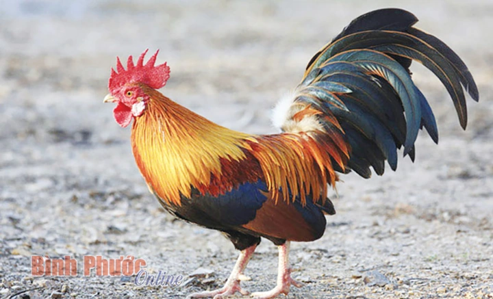 Tải Miễn Phí 1000+ Hình Ảnh Con Gà Trống Đẹp, Chất Lượng Cao Cho Mọi Nhu Cầu Tải Miễn Phí 1000+ Hình Ảnh Con Gà Trống Đẹp, Chất Lượng Cao Cho Mọi Nhu Cầu