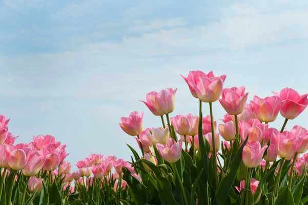 100+ Hình Ảnh Vẽ Hoa Tulip 2026 – Bộ Sưu Tập Wallpaper, Avatar, In Ấn Đẹp Nhất 100+ Hình Ảnh Vẽ Hoa Tulip 2026 – Bộ Sưu Tập Wallpaper, Avatar, In Ấn Đẹp Nhất