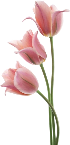 100+ Hình Ảnh Vẽ Hoa Tulip 2026 – Bộ Sưu Tập Wallpaper, Avatar, In Ấn Đẹp Nhất 100+ Hình Ảnh Vẽ Hoa Tulip 2026 – Bộ Sưu Tập Wallpaper, Avatar, In Ấn Đẹp Nhất