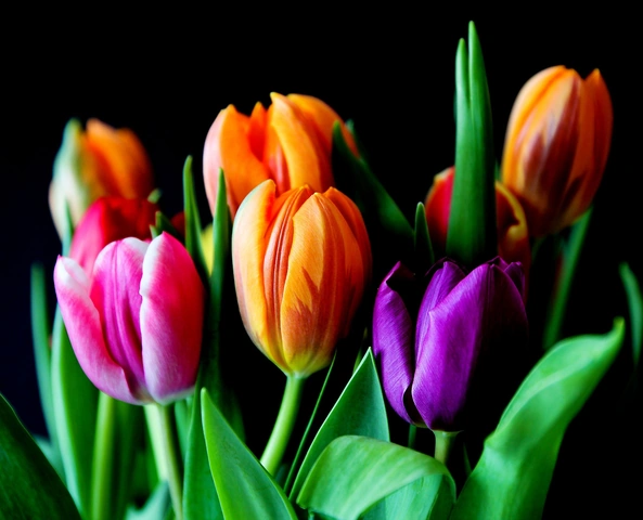 100+ Hình Ảnh Vẽ Hoa Tulip 2026 – Bộ Sưu Tập Wallpaper, Avatar, In Ấn Đẹp Nhất 100+ Hình Ảnh Vẽ Hoa Tulip 2026 – Bộ Sưu Tập Wallpaper, Avatar, In Ấn Đẹp Nhất