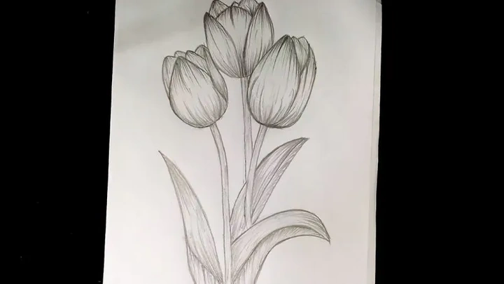 100+ Hình Ảnh Vẽ Hoa Tulip 2026 – Bộ Sưu Tập Wallpaper, Avatar, In Ấn Đẹp Nhất 100+ Hình Ảnh Vẽ Hoa Tulip 2026 – Bộ Sưu Tập Wallpaper, Avatar, In Ấn Đẹp Nhất