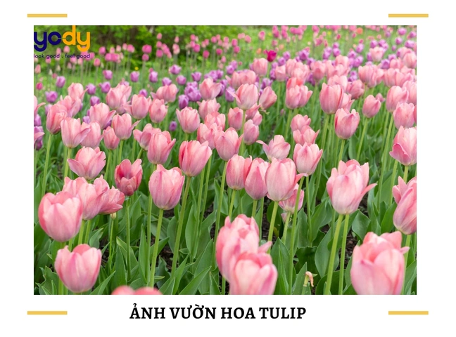 100+ Hình Ảnh Vẽ Hoa Tulip 2026 – Bộ Sưu Tập Wallpaper, Avatar, In Ấn Đẹp Nhất 100+ Hình Ảnh Vẽ Hoa Tulip 2026 – Bộ Sưu Tập Wallpaper, Avatar, In Ấn Đẹp Nhất