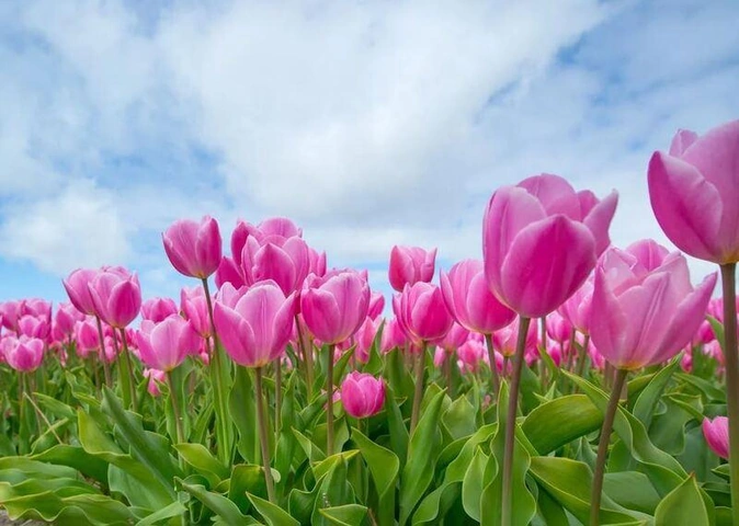 100+ Hình Ảnh Vẽ Hoa Tulip 2026 – Bộ Sưu Tập Wallpaper, Avatar, In Ấn Đẹp Nhất 100+ Hình Ảnh Vẽ Hoa Tulip 2026 – Bộ Sưu Tập Wallpaper, Avatar, In Ấn Đẹp Nhất