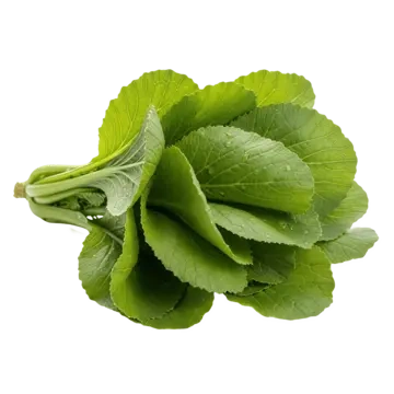 Bộ Sưu Tập Hình Ảnh Rau Cải Xoong (xà Lách Xoong): Đặc Điểm, Công Dụng Và Cách Phân Biệt Bộ Sưu Tập Hình Ảnh Rau Cải Xoong (xà Lách Xoong): Đặc Điểm, Công Dụng Và Cách Phân Biệt