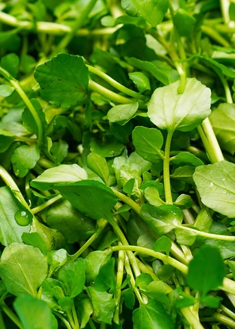 Bộ Sưu Tập Hình Ảnh Rau Cải Xoong (xà Lách Xoong): Đặc Điểm, Công Dụng Và Cách Phân Biệt Bộ Sưu Tập Hình Ảnh Rau Cải Xoong (xà Lách Xoong): Đặc Điểm, Công Dụng Và Cách Phân Biệt