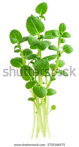 Bộ Sưu Tập Hình Ảnh Rau Cải Xoong (xà Lách Xoong): Đặc Điểm, Công Dụng Và Cách Phân Biệt Bộ Sưu Tập Hình Ảnh Rau Cải Xoong (xà Lách Xoong): Đặc Điểm, Công Dụng Và Cách Phân Biệt