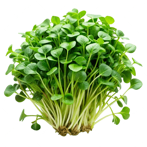 Bộ Sưu Tập Hình Ảnh Rau Cải Xoong (xà Lách Xoong): Đặc Điểm, Công Dụng Và Cách Phân Biệt Bộ Sưu Tập Hình Ảnh Rau Cải Xoong (xà Lách Xoong): Đặc Điểm, Công Dụng Và Cách Phân Biệt