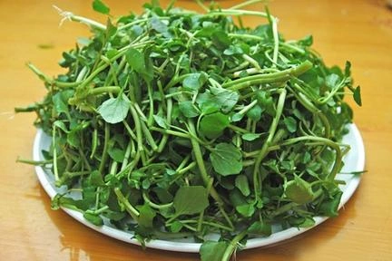 Bộ Sưu Tập Hình Ảnh Rau Cải Xoong (xà Lách Xoong): Đặc Điểm, Công Dụng Và Cách Phân Biệt Bộ Sưu Tập Hình Ảnh Rau Cải Xoong (xà Lách Xoong): Đặc Điểm, Công Dụng Và Cách Phân Biệt
