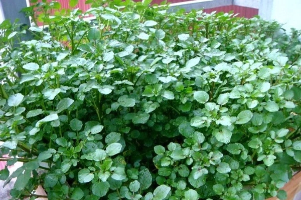 Bộ Sưu Tập Hình Ảnh Rau Cải Xoong (xà Lách Xoong): Đặc Điểm, Công Dụng Và Cách Phân Biệt Bộ Sưu Tập Hình Ảnh Rau Cải Xoong (xà Lách Xoong): Đặc Điểm, Công Dụng Và Cách Phân Biệt