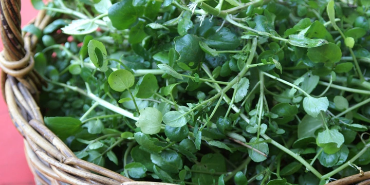 Bộ Sưu Tập Hình Ảnh Rau Cải Xoong (xà Lách Xoong): Đặc Điểm, Công Dụng Và Cách Phân Biệt Bộ Sưu Tập Hình Ảnh Rau Cải Xoong (xà Lách Xoong): Đặc Điểm, Công Dụng Và Cách Phân Biệt