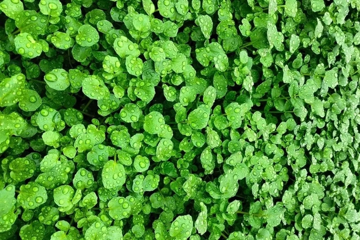 Bộ Sưu Tập Hình Ảnh Rau Cải Xoong (xà Lách Xoong): Đặc Điểm, Công Dụng Và Cách Phân Biệt Bộ Sưu Tập Hình Ảnh Rau Cải Xoong (xà Lách Xoong): Đặc Điểm, Công Dụng Và Cách Phân Biệt