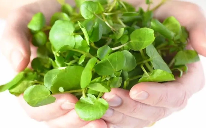 Bộ Sưu Tập Hình Ảnh Rau Cải Xoong (xà Lách Xoong): Đặc Điểm, Công Dụng Và Cách Phân Biệt Bộ Sưu Tập Hình Ảnh Rau Cải Xoong (xà Lách Xoong): Đặc Điểm, Công Dụng Và Cách Phân Biệt