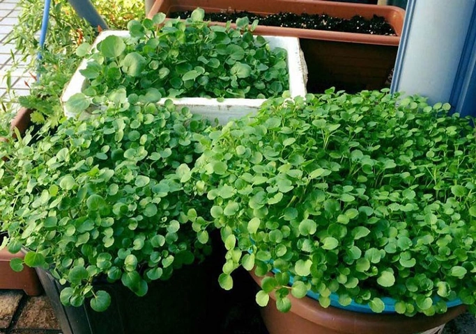 Bộ Sưu Tập Hình Ảnh Rau Cải Xoong (xà Lách Xoong): Đặc Điểm, Công Dụng Và Cách Phân Biệt Bộ Sưu Tập Hình Ảnh Rau Cải Xoong (xà Lách Xoong): Đặc Điểm, Công Dụng Và Cách Phân Biệt