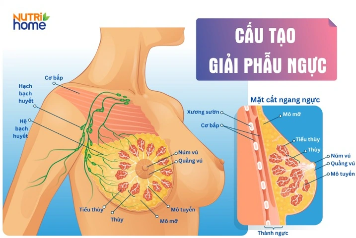 Hiểu Rõ Hình Ảnh Vú Phụ Nữ: Các Loại Hình Dạng, Kích Cỡ, Núm Vú Và Dấu Hiệu Bất Thường