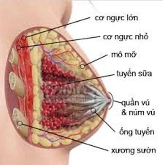 Hiểu Rõ Hình Ảnh Vú Phụ Nữ: Các Loại Hình Dạng, Kích Cỡ, Núm Vú Và Dấu Hiệu Bất Thường