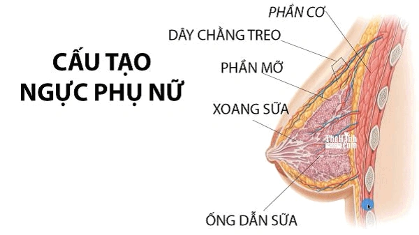 Hiểu Rõ Hình Ảnh Vú Phụ Nữ: Các Loại Hình Dạng, Kích Cỡ, Núm Vú Và Dấu Hiệu Bất Thường