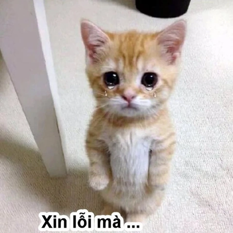 Tải Ngay Bộ Sưu Tập Hình Ảnh Xin Lỗi Bạn Gái – Gợi Ý Ngọt Ngào Cho Chàng Trai