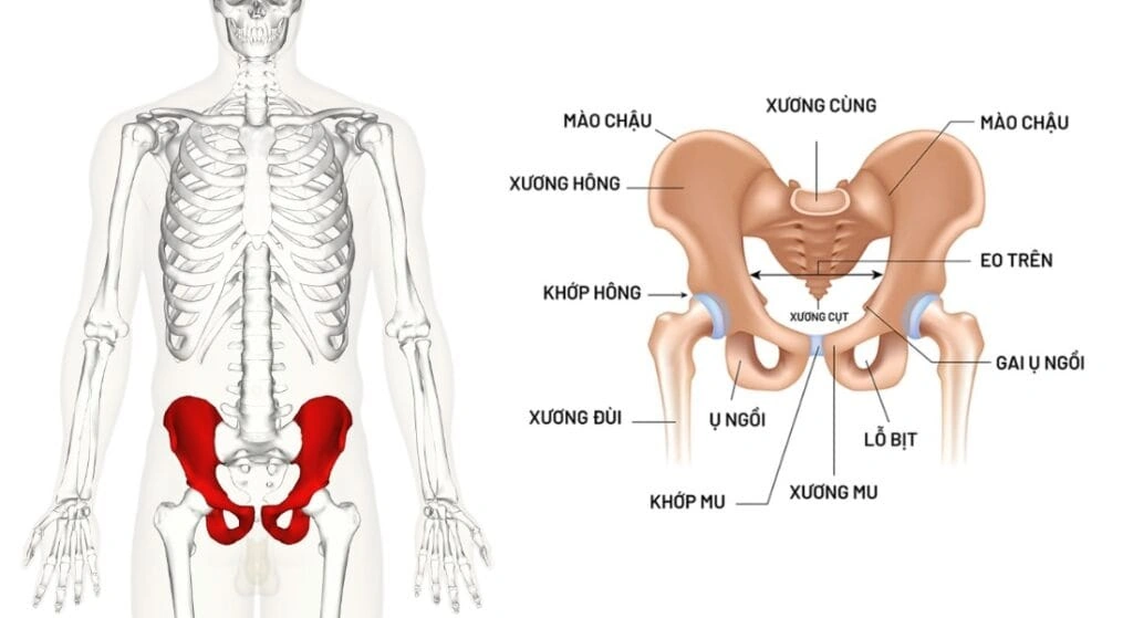 100+ Hình Ảnh Xương Chậu 4k Đẹp Nhất 2026 – Bạn Đã Sẵn Sàng Tải Ngay? 100+ Hình Ảnh Xương Chậu 4k Đẹp Nhất 2026 – Bạn Đã Sẵn Sàng Tải Ngay?