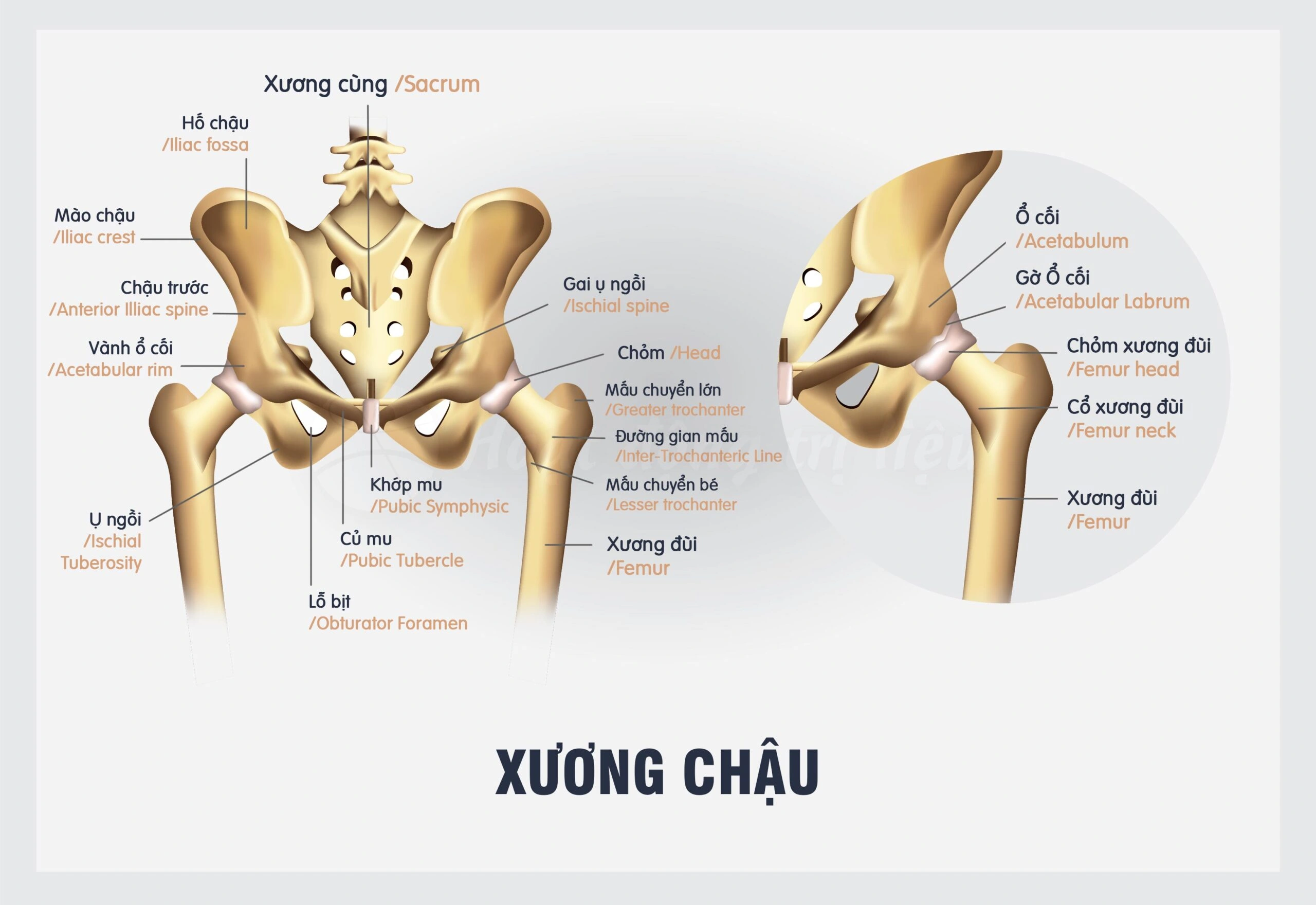 100+ Hình Ảnh Xương Chậu 4k Đẹp Nhất 2026 – Bạn Đã Sẵn Sàng Tải Ngay? 100+ Hình Ảnh Xương Chậu 4k Đẹp Nhất 2026 – Bạn Đã Sẵn Sàng Tải Ngay?