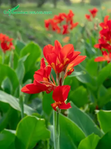 Dong Riềng Đỏ: Công Dụng, Bài Thuốc Hỗ Trợ Điều Trị Bệnh Mạch Vành Hiệu Quả