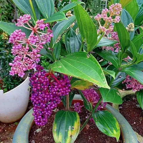 Cây Hòn Ngọc Viễn Đông: Đặc Điểm, Ý Nghĩa Phong Thủy Và Cách Chăm Sóc Tại Nhà Cây Hòn Ngọc Viễn Đông: Đặc Điểm, Ý Nghĩa Phong Thủy Và Cách Chăm Sóc Tại Nhà