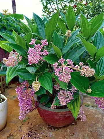 Cây Hòn Ngọc Viễn Đông: Đặc Điểm, Ý Nghĩa Phong Thủy Và Cách Chăm Sóc Tại Nhà Cây Hòn Ngọc Viễn Đông: Đặc Điểm, Ý Nghĩa Phong Thủy Và Cách Chăm Sóc Tại Nhà
