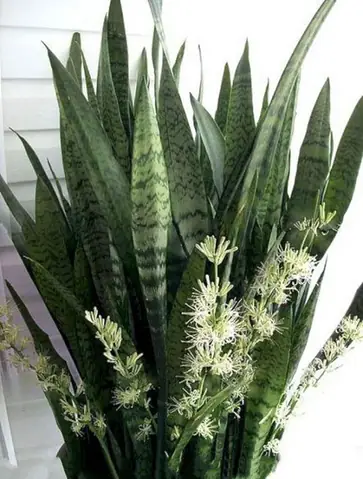 Hoa Lưỡi Hổ Nở Là Điềm Gì Hoa Lưỡi Hổ Nở Là Điềm Gì