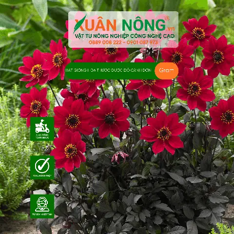 Hoa Thược Dược: Ý Nghĩa, Đặc Điểm Và Hướng Dẫn Cách Trồng Nở Hoa Đúng Dịp Tết Hoa Thược Dược: Ý Nghĩa, Đặc Điểm Và Hướng Dẫn Cách Trồng Nở Hoa Đúng Dịp Tết