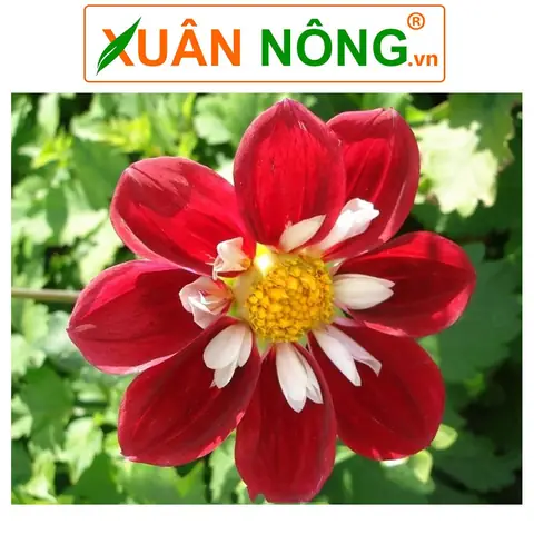 Hoa Thược Dược: Ý Nghĩa, Đặc Điểm Và Hướng Dẫn Cách Trồng Nở Hoa Đúng Dịp Tết Hoa Thược Dược: Ý Nghĩa, Đặc Điểm Và Hướng Dẫn Cách Trồng Nở Hoa Đúng Dịp Tết