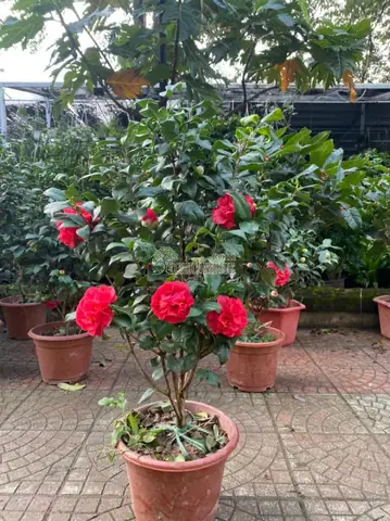 Hoa Trà My Màu Đỏ: Ý Nghĩa Phong Thủy Và Hướng Dẫn Chăm Sóc Cây Nở Hoa Đẹp Hoa Trà My Màu Đỏ: Ý Nghĩa Phong Thủy Và Hướng Dẫn Chăm Sóc Cây Nở Hoa Đẹp