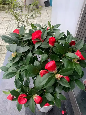 Hoa Trà My Màu Đỏ: Ý Nghĩa Phong Thủy Và Hướng Dẫn Chăm Sóc Cây Nở Hoa Đẹp Hoa Trà My Màu Đỏ: Ý Nghĩa Phong Thủy Và Hướng Dẫn Chăm Sóc Cây Nở Hoa Đẹp