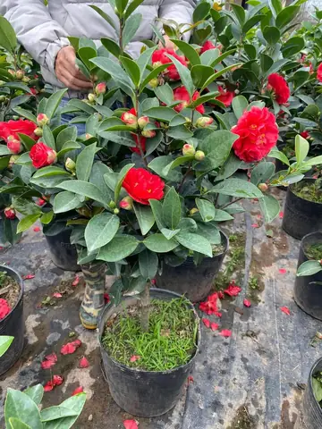 Hoa Trà My Màu Đỏ: Ý Nghĩa Phong Thủy Và Hướng Dẫn Chăm Sóc Cây Nở Hoa Đẹp Hoa Trà My Màu Đỏ: Ý Nghĩa Phong Thủy Và Hướng Dẫn Chăm Sóc Cây Nở Hoa Đẹp