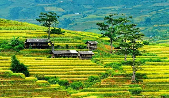 Kinh Nghiệm Du Lịch Mù Cang Chải Tự Túc A‑z: Lịch Trình 3 Ngày 2 Đêm, Di Chuyển, Ăn Ở, Mẹo An Toàn Kinh Nghiệm Du Lịch Mù Cang Chải Tự Túc A‑z: Lịch Trình 3 Ngày 2 Đêm, Di Chuyển, Ăn Ở, Mẹo An Toàn