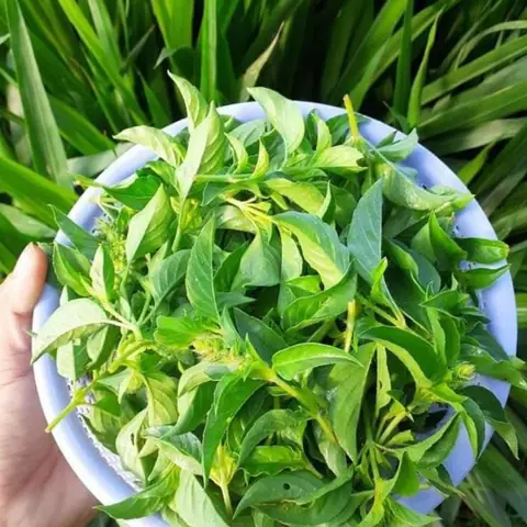 Mua Lá É Tươi Ở Đâu Tại Hà Nội? Địa Chỉ Uy Tín, Giá Tham Khảo & Mẹo Chọn Lựa Mua Lá É Tươi Ở Đâu Tại Hà Nội? Địa Chỉ Uy Tín, Giá Tham Khảo & Mẹo Chọn Lựa