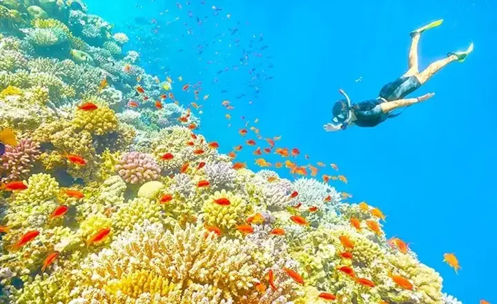 Hướng Dẫn Lặn Ngắm San Hô Ở Phú Quốc: Địa Điểm, Thời Gian, Chi Phí Và Lưu Ý Cần Biết Hướng Dẫn Lặn Ngắm San Hô Ở Phú Quốc: Địa Điểm, Thời Gian, Chi Phí Và Lưu Ý Cần Biết