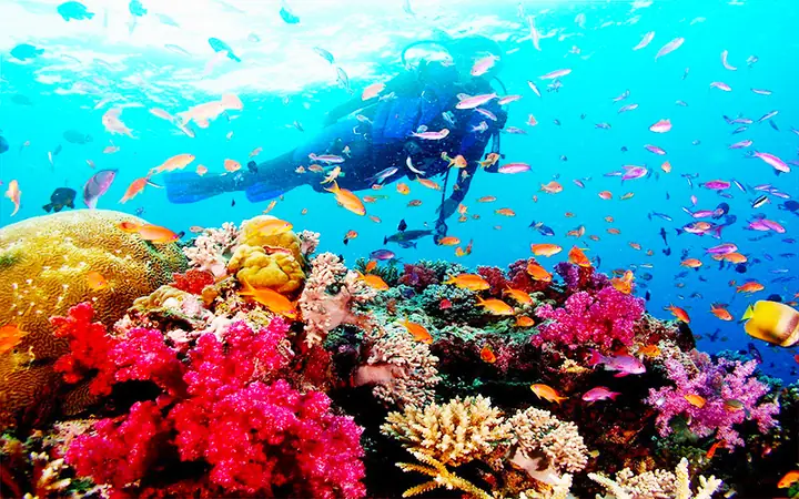 Hướng Dẫn Lặn Ngắm San Hô Ở Phú Quốc: Địa Điểm, Thời Gian, Chi Phí Và Lưu Ý Cần Biết Hướng Dẫn Lặn Ngắm San Hô Ở Phú Quốc: Địa Điểm, Thời Gian, Chi Phí Và Lưu Ý Cần Biết