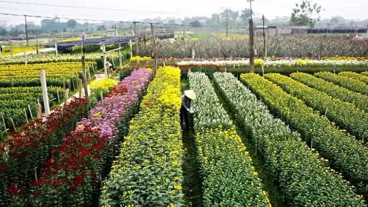 Làng Hoa Mê Linh Ở Đâu? Địa Chỉ, Cách Đến Và Những Thông Tin Cần Biết Cho Du Khách Làng Hoa Mê Linh Ở Đâu? Địa Chỉ, Cách Đến Và Những Thông Tin Cần Biết Cho Du Khách