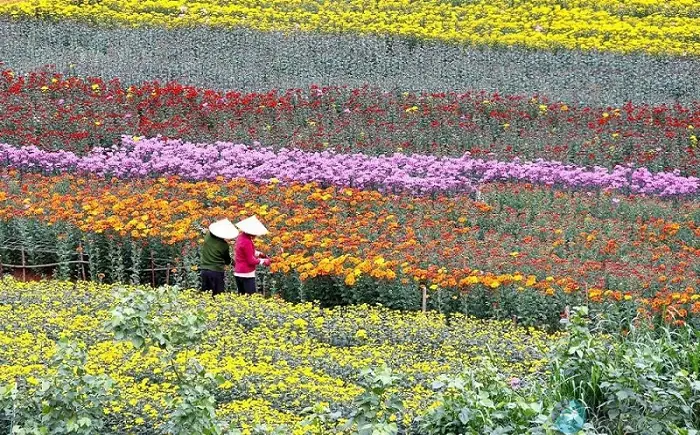 Làng Hoa Mê Linh Ở Đâu? Địa Chỉ, Cách Đến Và Những Thông Tin Cần Biết Cho Du Khách Làng Hoa Mê Linh Ở Đâu? Địa Chỉ, Cách Đến Và Những Thông Tin Cần Biết Cho Du Khách