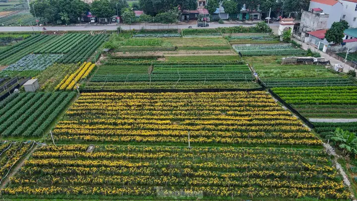 Làng Hoa Mê Linh Ở Đâu? Địa Chỉ, Cách Đến Và Những Thông Tin Cần Biết Cho Du Khách Làng Hoa Mê Linh Ở Đâu? Địa Chỉ, Cách Đến Và Những Thông Tin Cần Biết Cho Du Khách