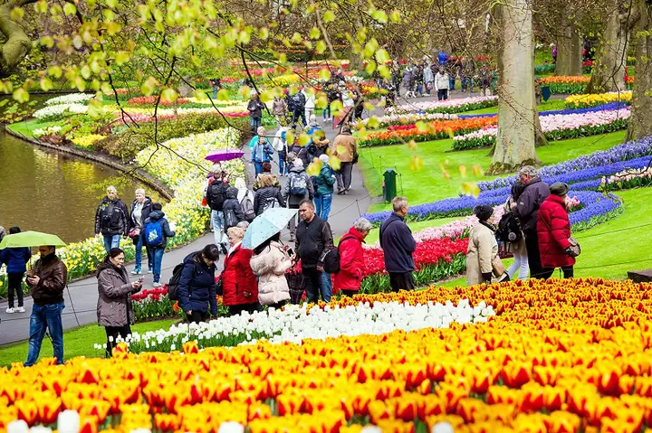 Lễ Hội Hoa Tulip Hà Lan 2026: Thời Gian, Địa Điểm, Cách Tham Quan Và Mẹo Du Lịch Lễ Hội Hoa Tulip Hà Lan 2026: Thời Gian, Địa Điểm, Cách Tham Quan Và Mẹo Du Lịch