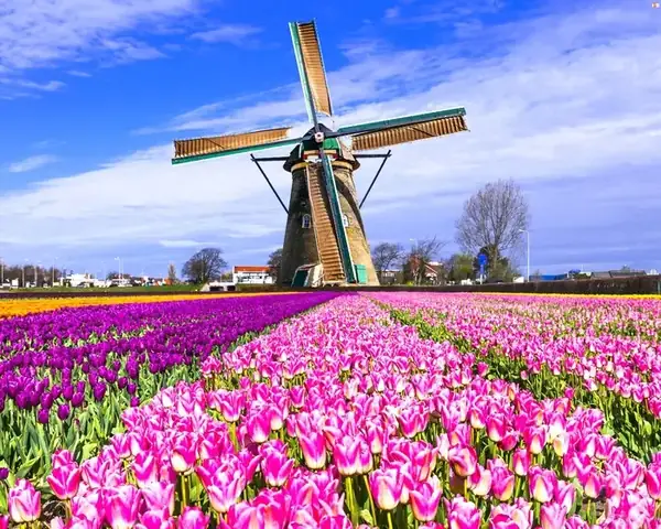Lễ Hội Hoa Tulip Hà Lan 2026: Thời Gian, Địa Điểm, Cách Tham Quan Và Mẹo Du Lịch Lễ Hội Hoa Tulip Hà Lan 2026: Thời Gian, Địa Điểm, Cách Tham Quan Và Mẹo Du Lịch