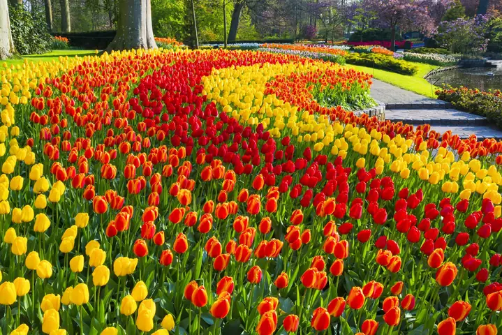 Lễ Hội Hoa Tulip Hà Lan 2026: Thời Gian, Địa Điểm, Cách Tham Quan Và Mẹo Du Lịch Lễ Hội Hoa Tulip Hà Lan 2026: Thời Gian, Địa Điểm, Cách Tham Quan Và Mẹo Du Lịch