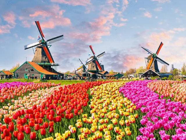 Lễ Hội Hoa Tulip Hà Lan 2026: Thời Gian, Địa Điểm, Cách Tham Quan Và Mẹo Du Lịch Lễ Hội Hoa Tulip Hà Lan 2026: Thời Gian, Địa Điểm, Cách Tham Quan Và Mẹo Du Lịch