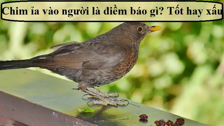 Mèo Ỉa Trong Nhà Điềm Báo Gì Mèo Ỉa Trong Nhà Điềm Báo Gì