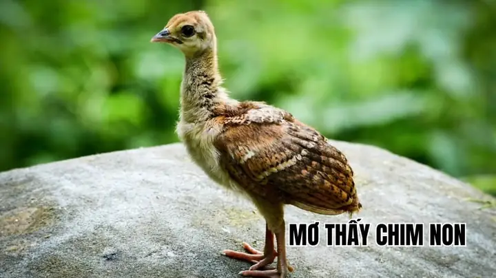 Mơ Thấy 2 Con Chim Non Đánh Con Gì Mơ Thấy 2 Con Chim Non Đánh Con Gì