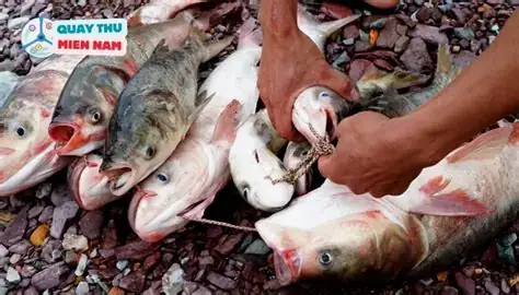 Mơ Thấy 2 Con Ếch Đánh Số Gì Mơ Thấy 2 Con Ếch Đánh Số Gì