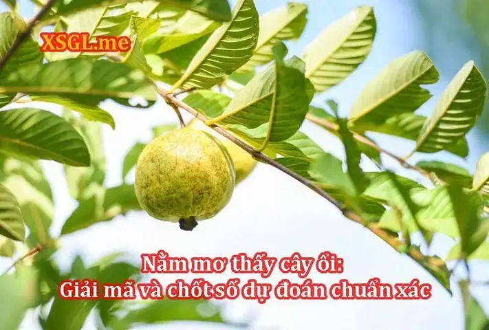 Mơ Thấy 2 Quả Ổi Đánh Con Gì Mơ Thấy 2 Quả Ổi Đánh Con Gì