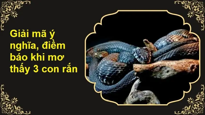 Giải Mã Giấc Mơ Thấy 3 Con Rắn Quấn Vào Nhau: Điềm Báo Gì Và Con Số May Mắn? Giải Mã Giấc Mơ Thấy 3 Con Rắn Quấn Vào Nhau: Điềm Báo Gì Và Con Số May Mắn?