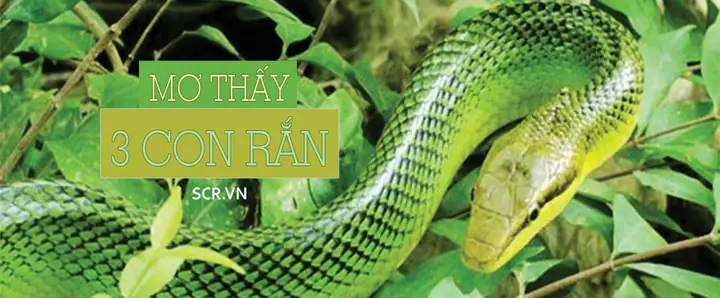 Giải Mã Giấc Mơ Thấy 3 Con Rắn Quấn Vào Nhau: Điềm Báo Gì Và Con Số May Mắn? Giải Mã Giấc Mơ Thấy 3 Con Rắn Quấn Vào Nhau: Điềm Báo Gì Và Con Số May Mắn?